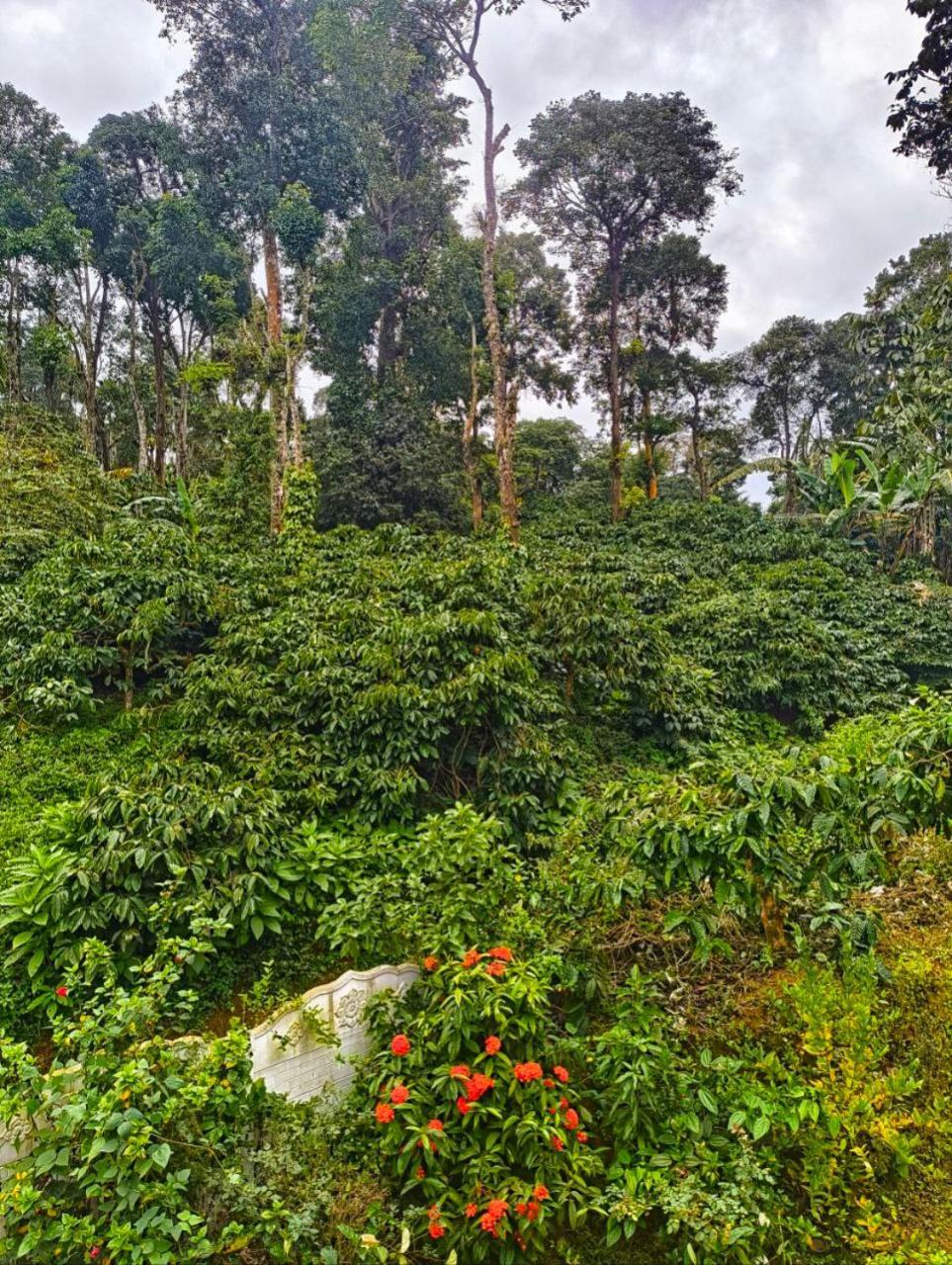 Kamoga Homestay Virajpet Exterior foto